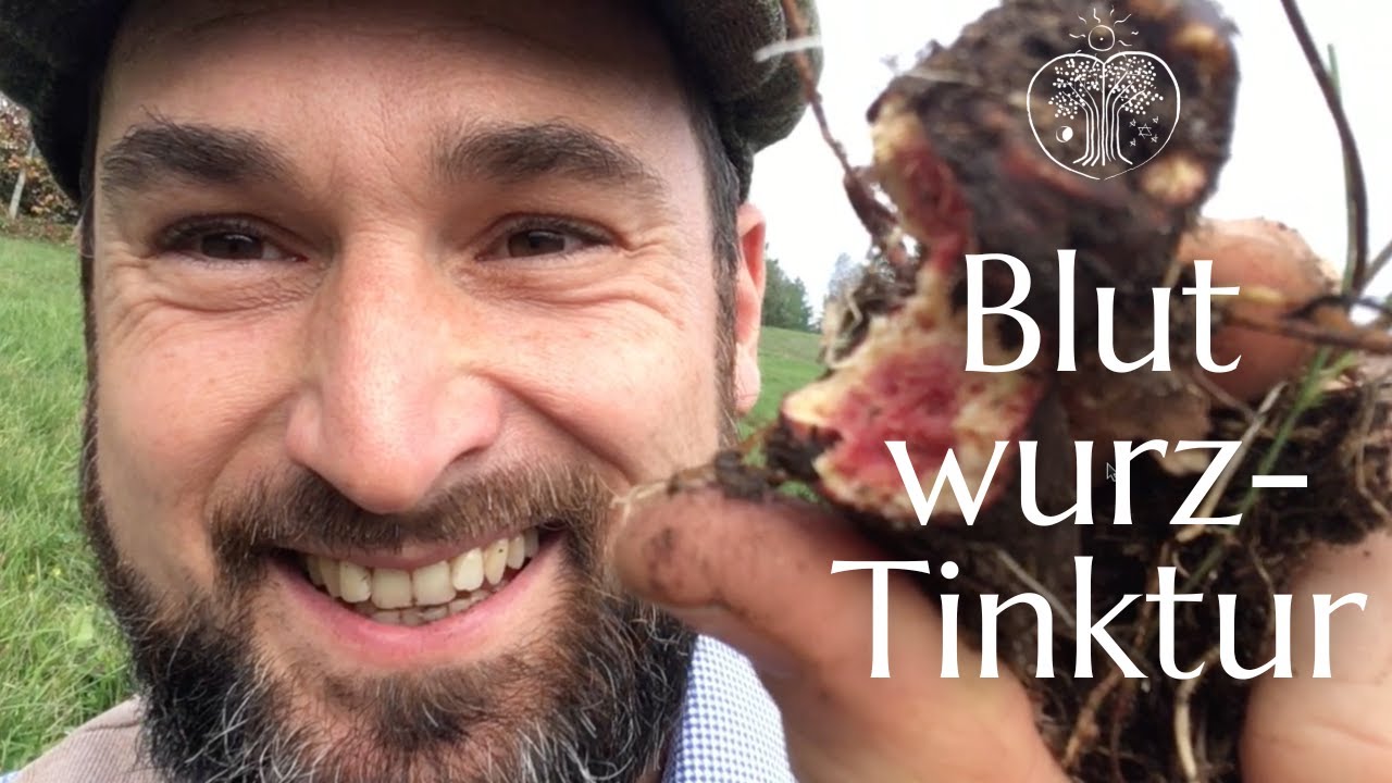 Blutwurz Heilwirkung - eine Tinktur f&uuml;r die Hausapotheke selbst machen | Christoph Pollak