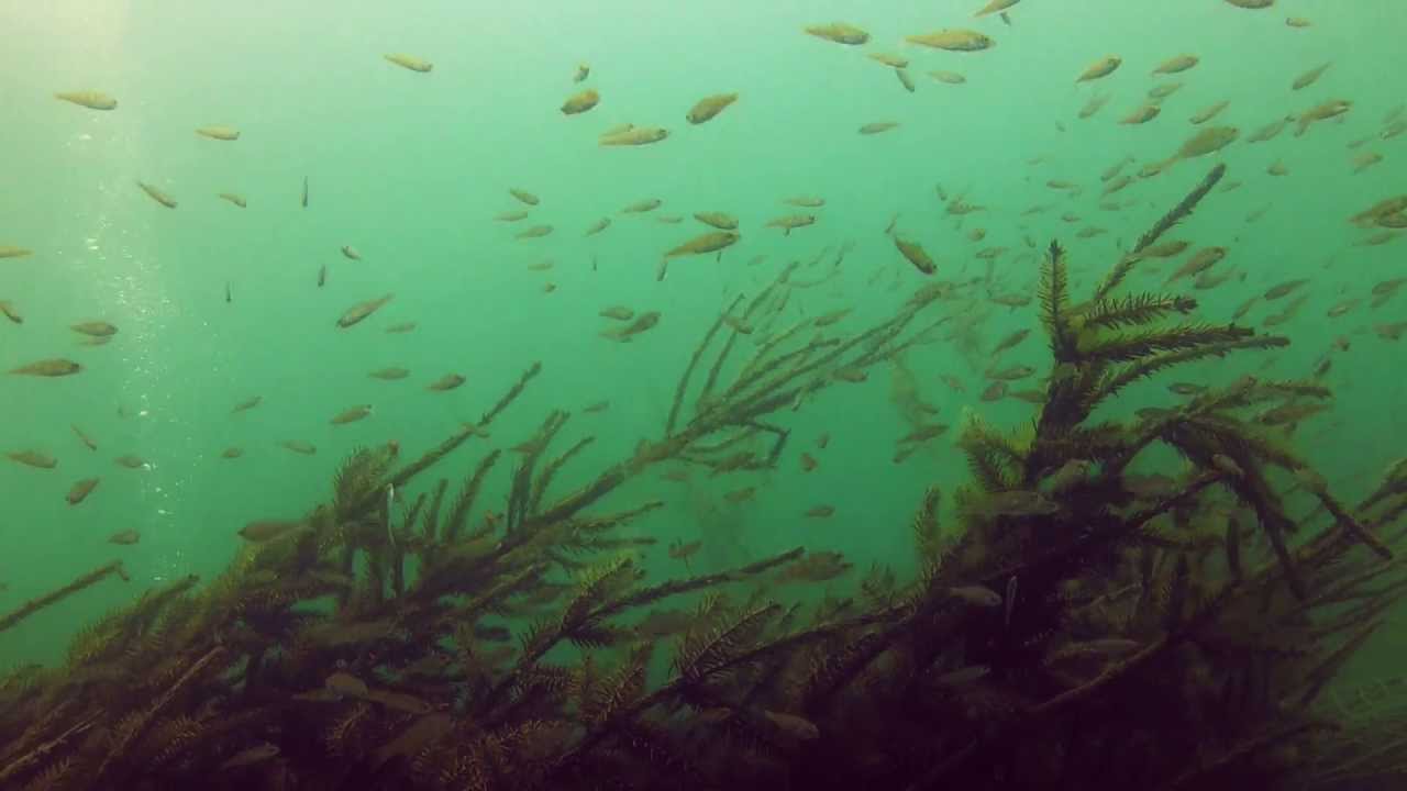 Hecht Karpfen und Co Königshüttesee Kempen