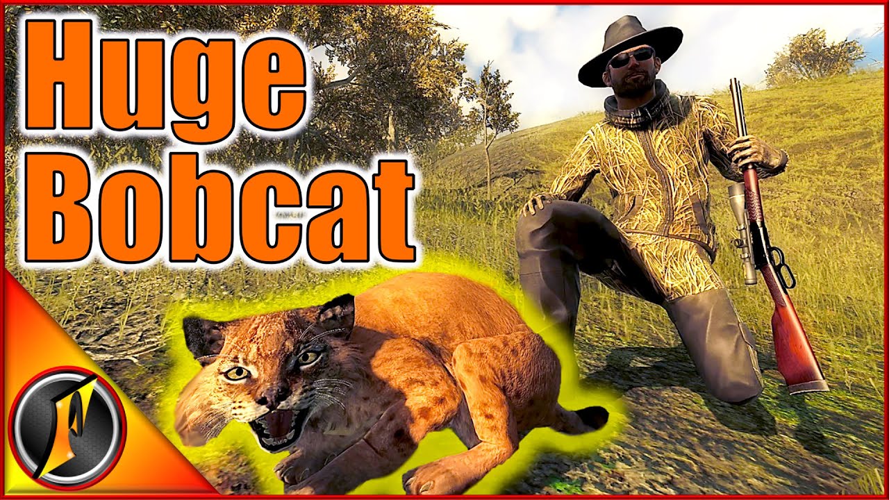 Hunting a Huge Bobcat for Our Trophy Huntin' Lodge!