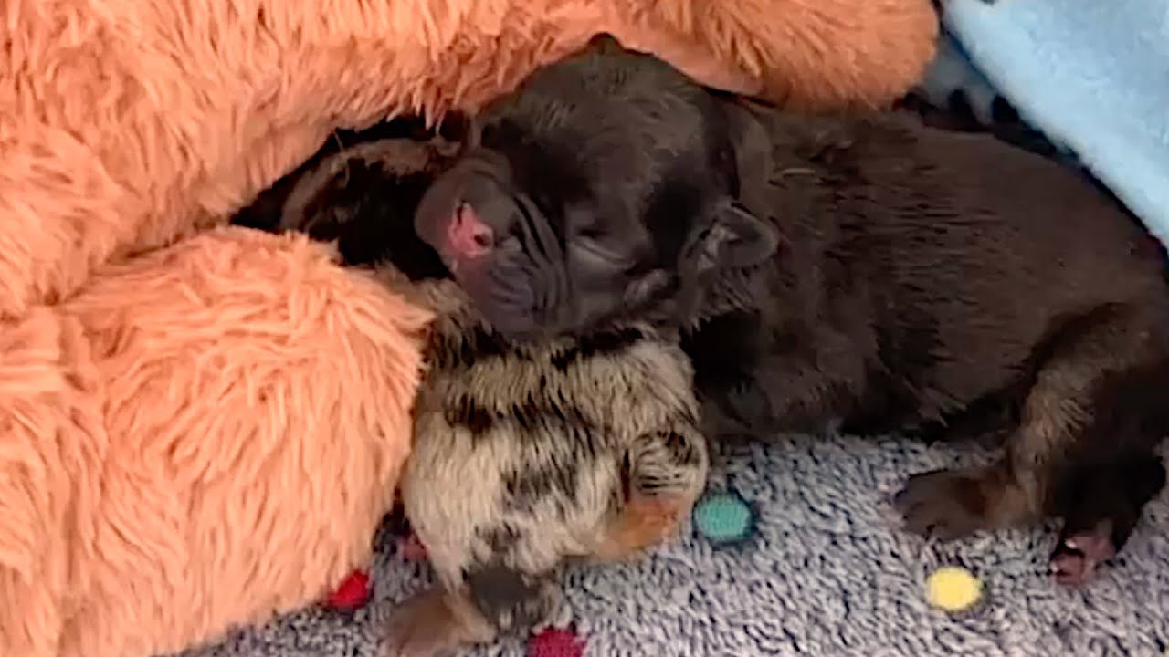 Rescue Two Tiny Poor Puppies Abandoned When They Were Only Two Days Old