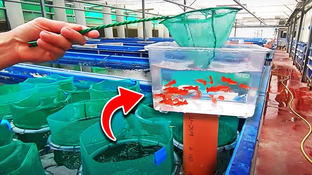 The Best Aquarium Fish Farm in The World. (no clickbait)