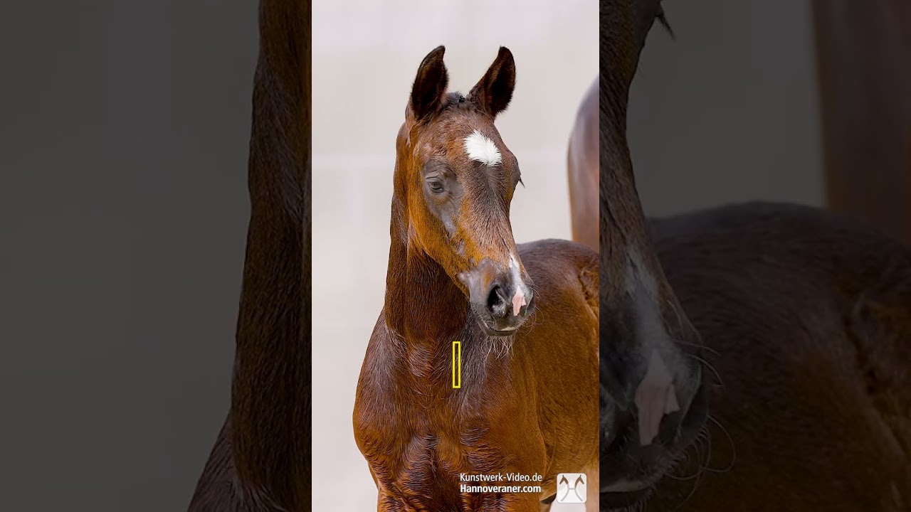 Verden Auction Online - Foals - June, 20th - The Collection