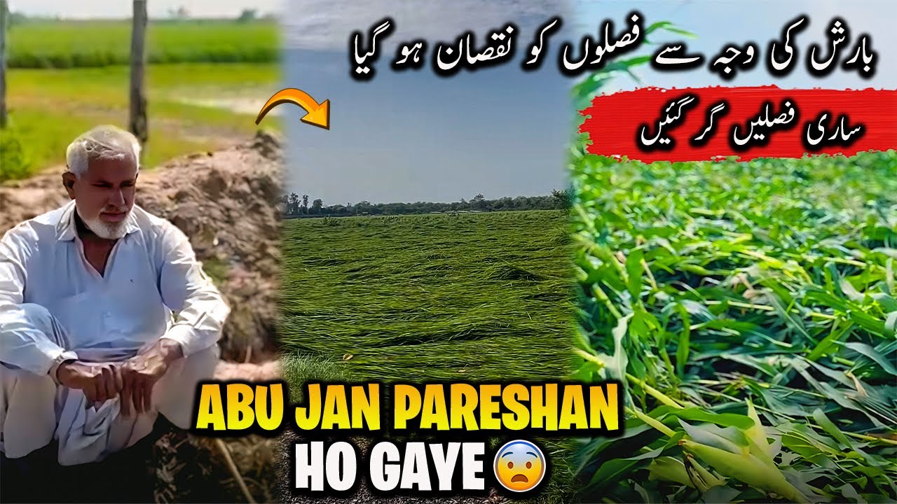 Aj Abu Jan Pareshaan Ho Gaye 😢 Allah Paak Karam Kary | بارش کی وجہ سے فصلیں خراب کسان پریشان