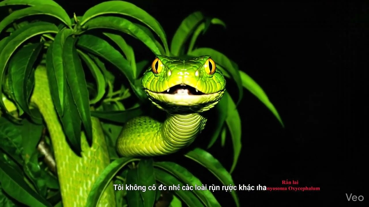 Rắn lục #thiênnhien