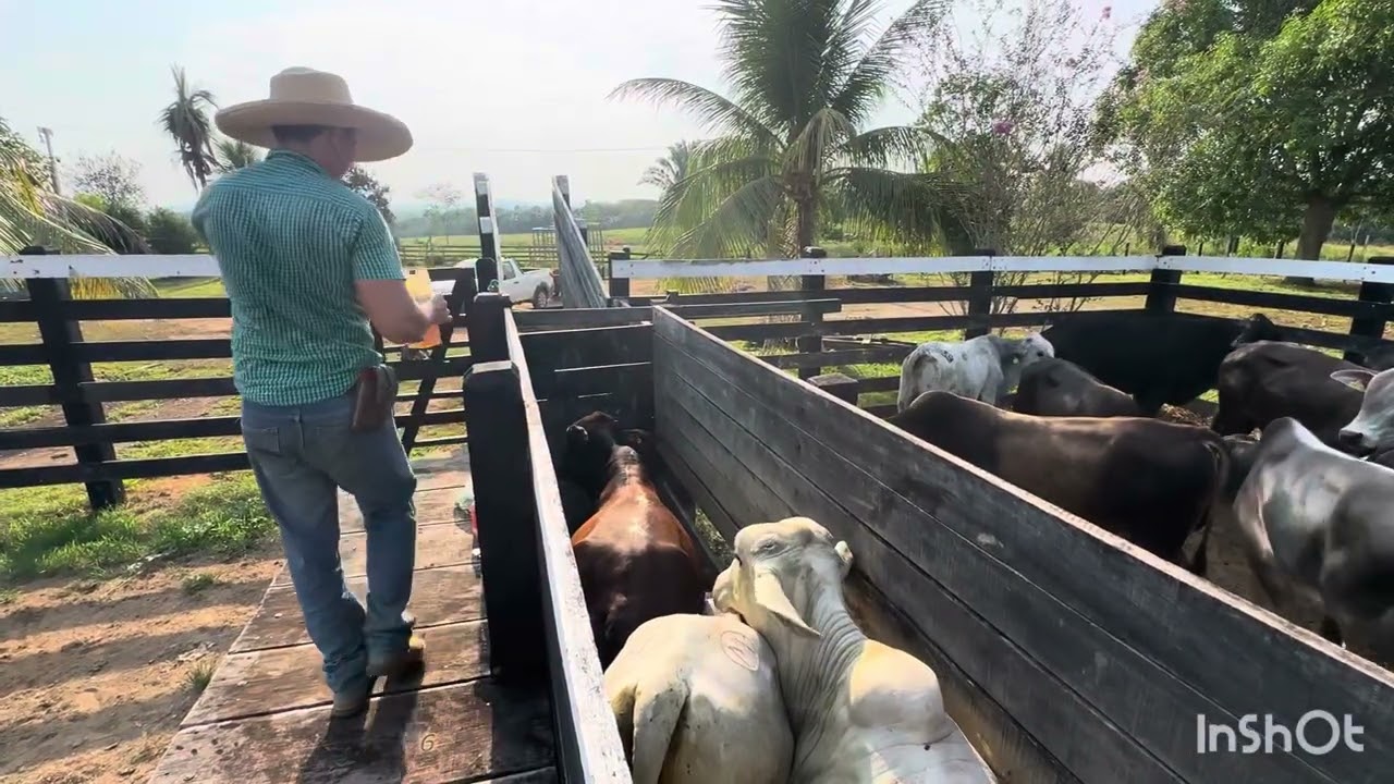 ⚠️Protocolo sanitário no gado do arrendamento 