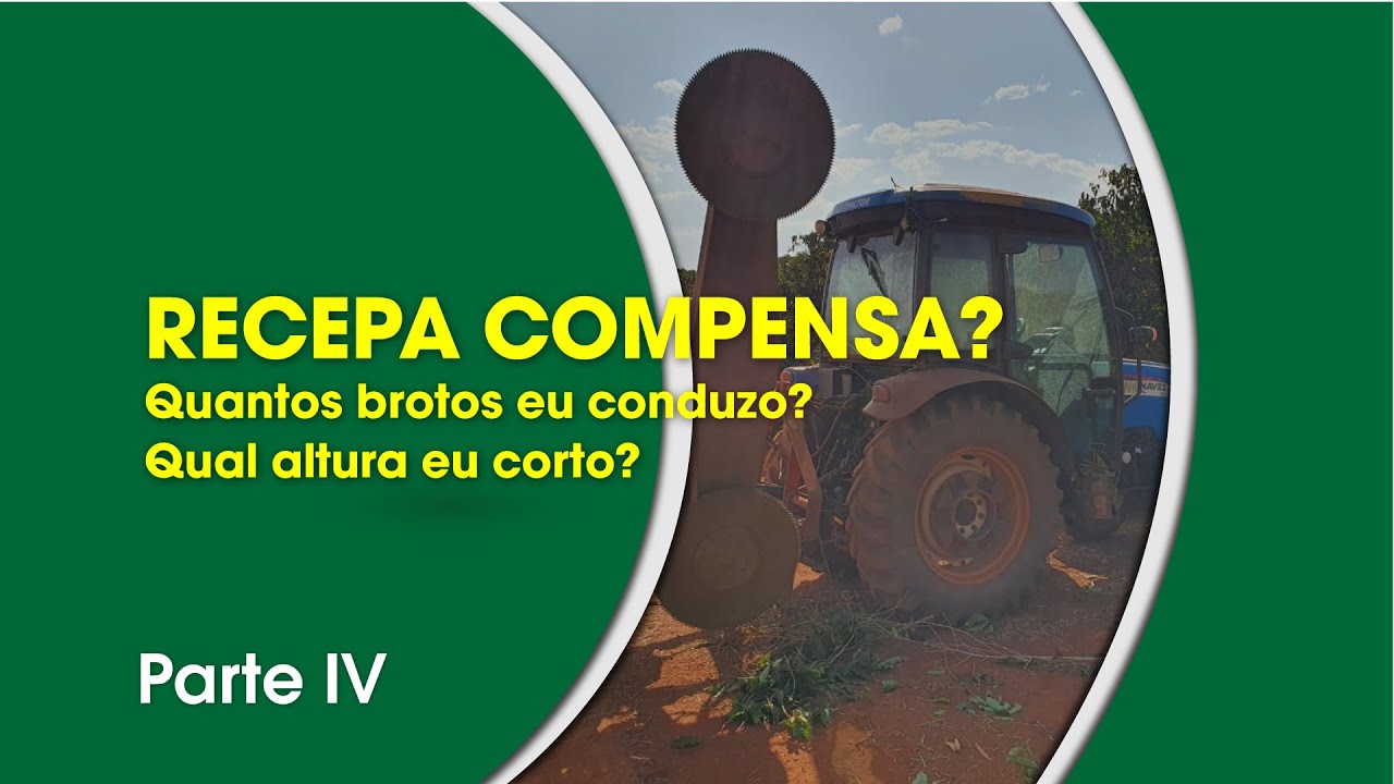 Recepa compensa? Quantos brotos eu conduzo? Qual a altura eu corto? | Café Além da Xícara