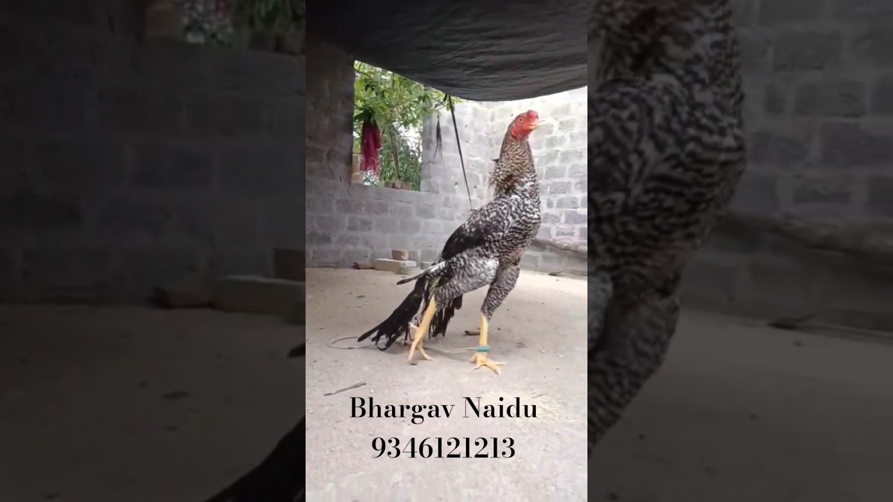 6 Months bird Sold-out  