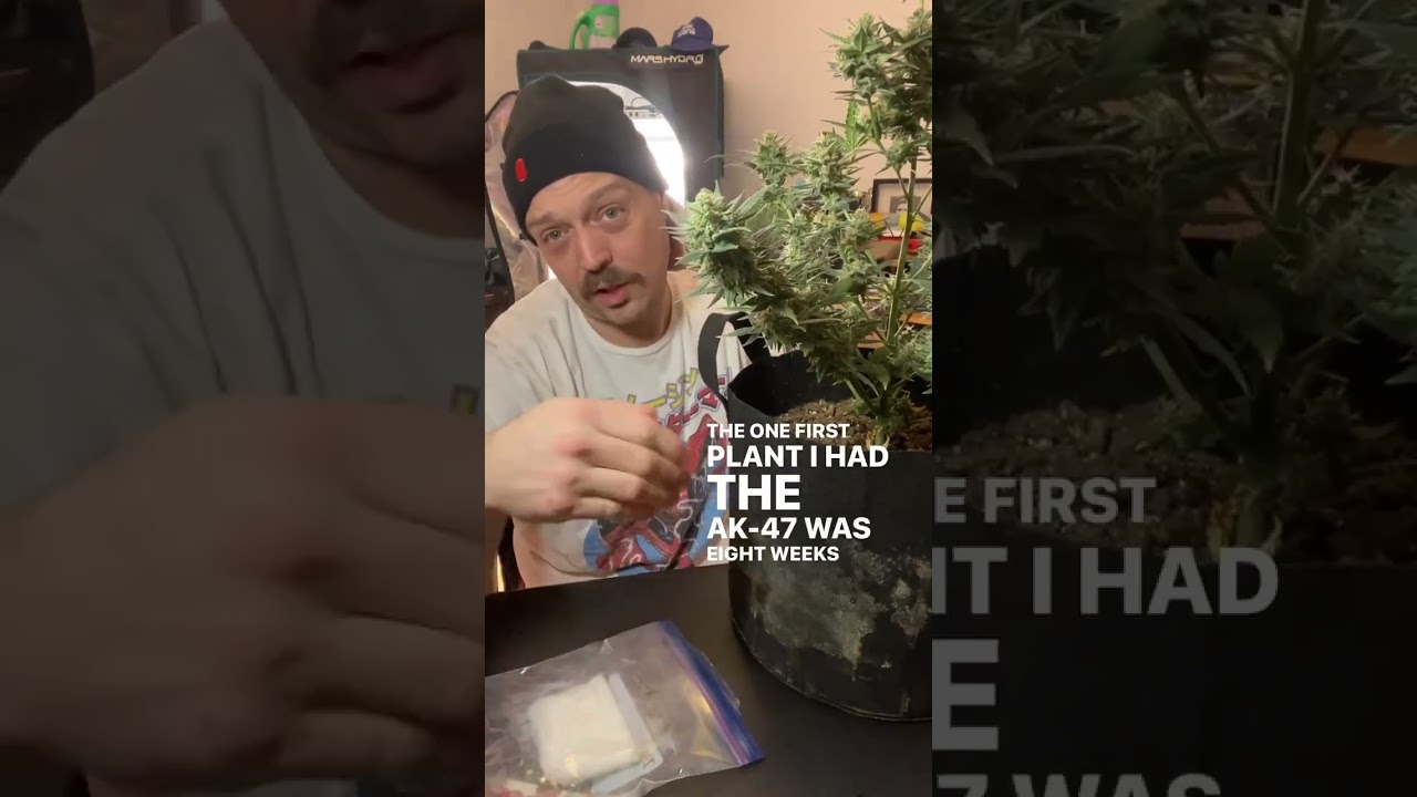 #igro #jazzcabbage #community #autoflower #seeds #ak47 #strawberrylemonade #whitewidow #grolife #jto