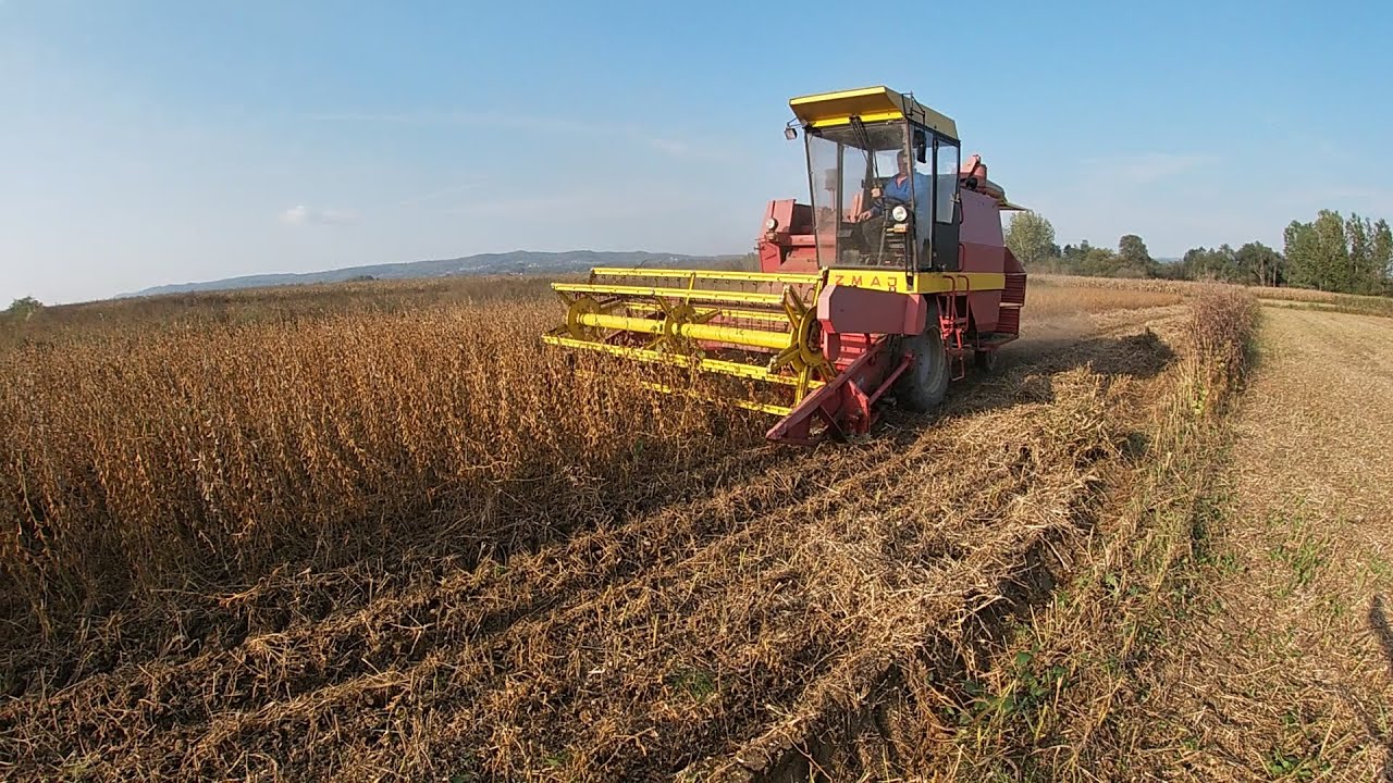 Kakva je soja bez kile đubriva??? Vršaj soje 2022-prvi i drugi dan-Zmaj 135