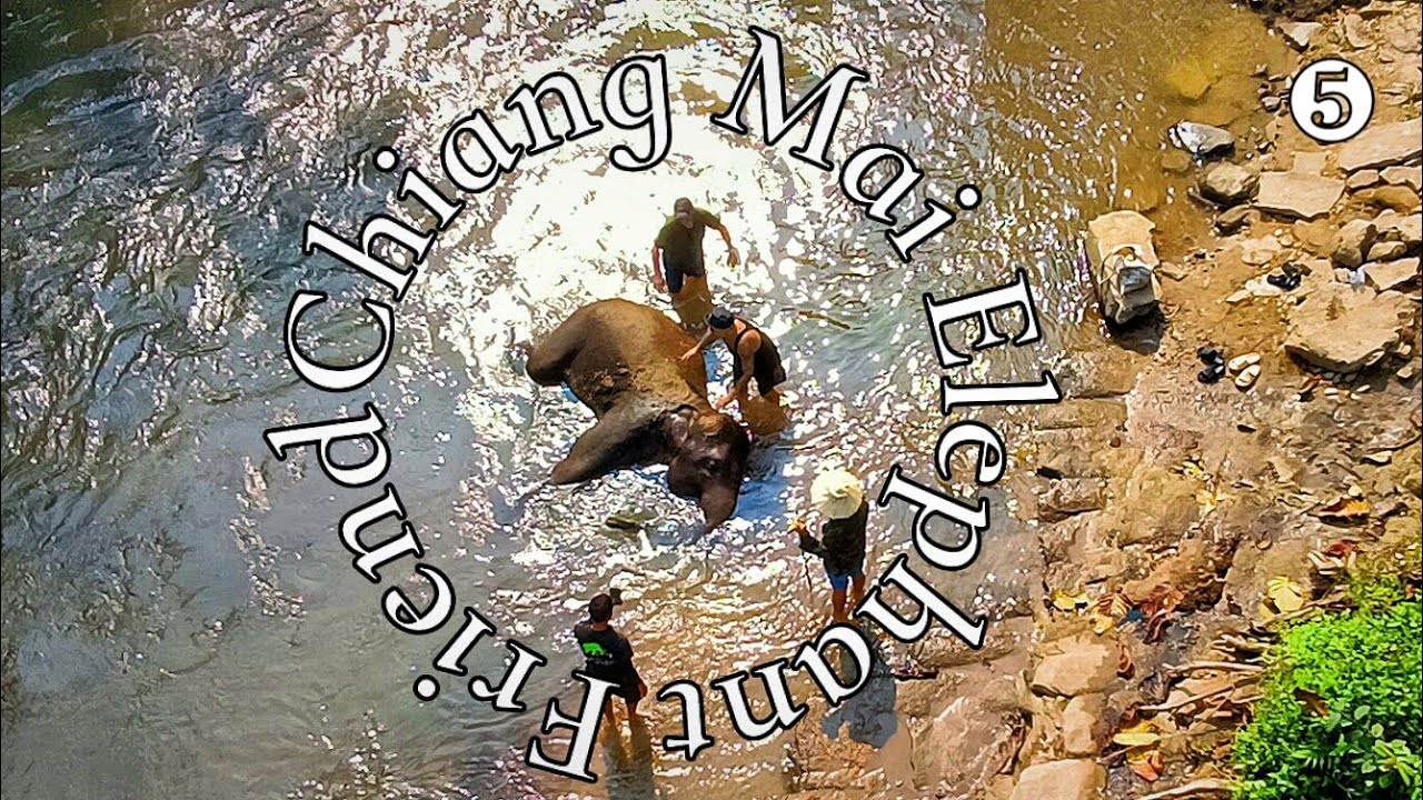 清迈大象友谊村 Chiang Mai Elephant Friend