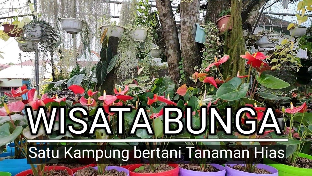 Wisata Bunga, Satu Kampung Bertani dan Jualan Tanaman Hias | omded jalan - jalan #79