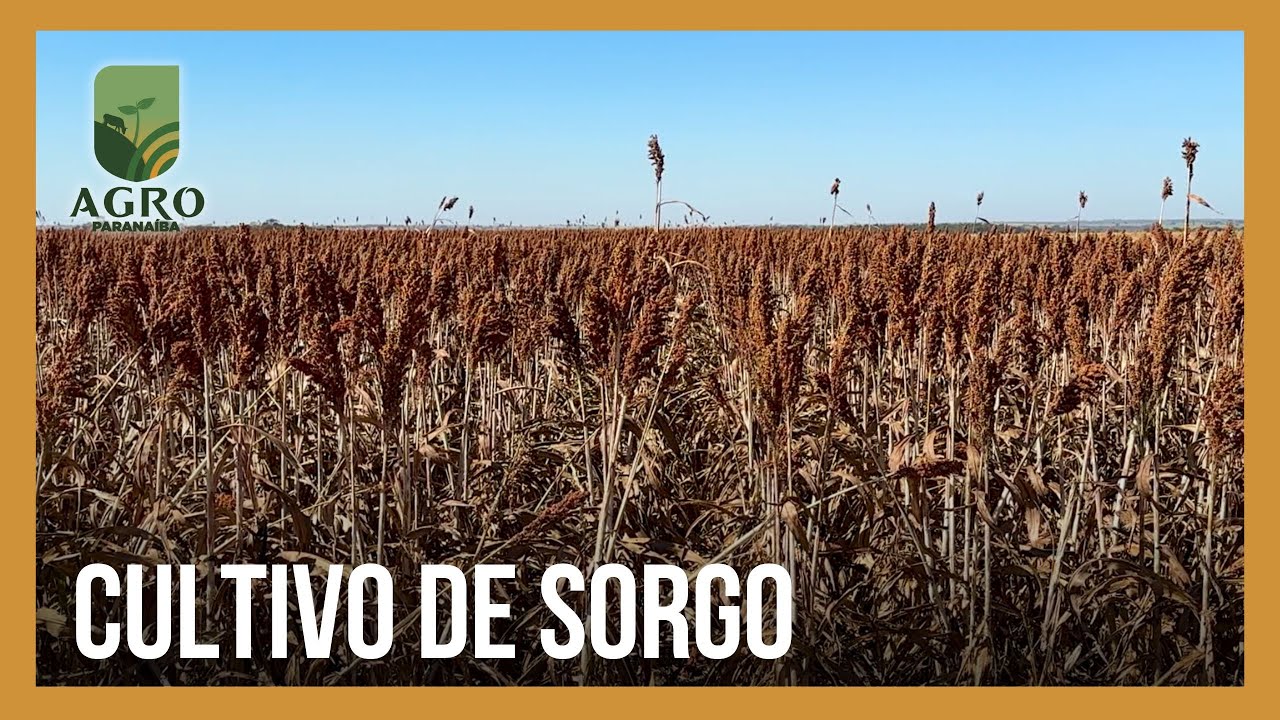 Melhoramento genético: tecnologia em sementes de sorgo garante bons resultados na colheita