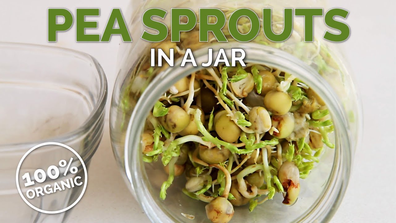 How to Make Sprouts at Home in a Jar | Grow Superfood