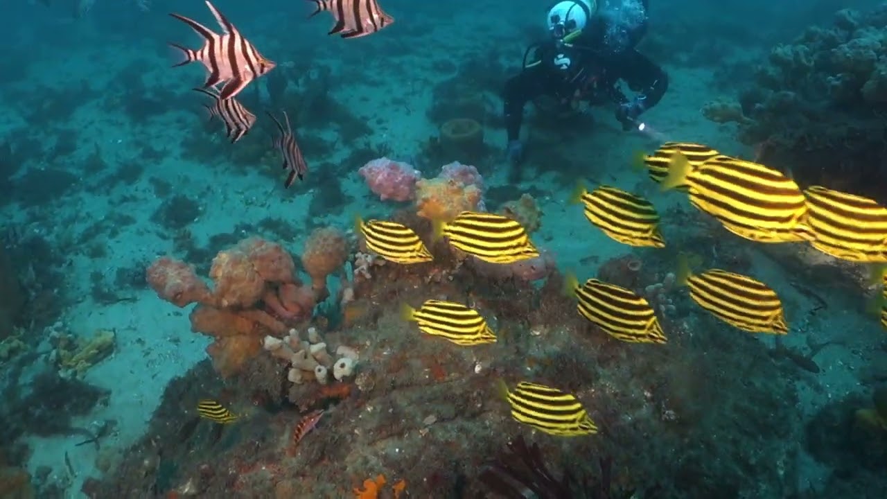 Scuba Diving Fly point and Pipeline, Nelson Bay, NSW