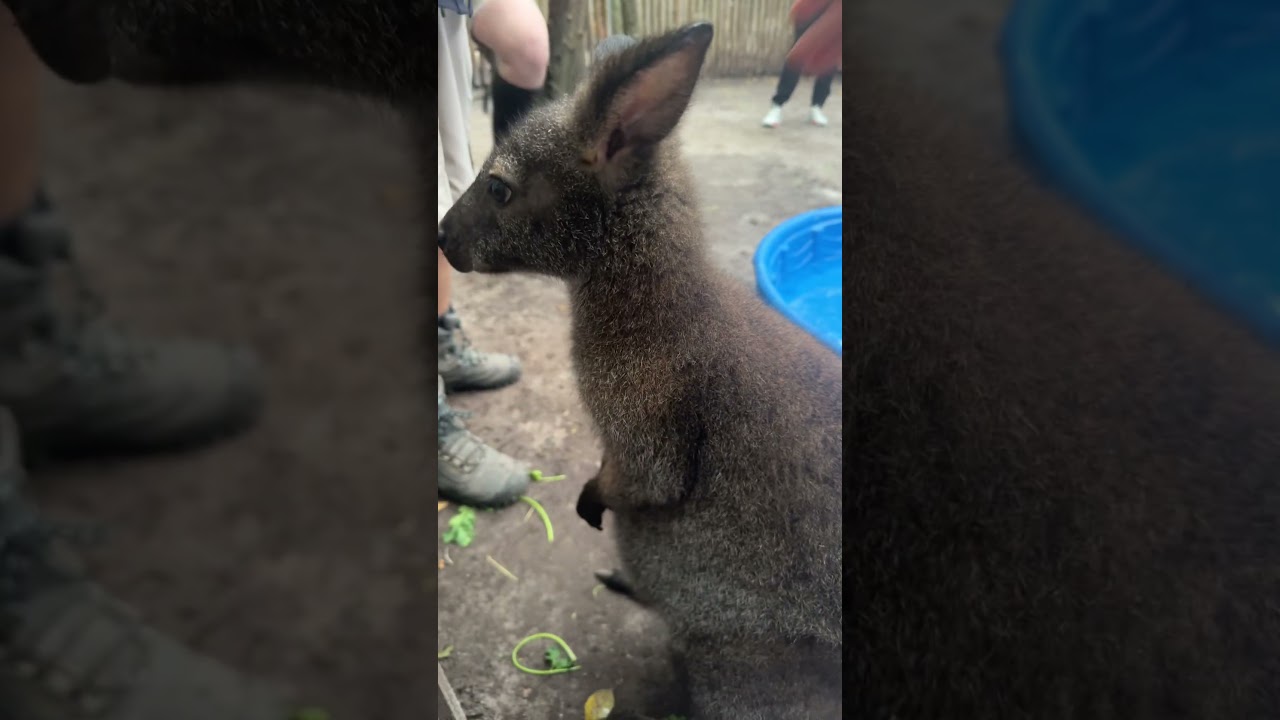 Bennetts wallaby #Cute #PettingZoo #Wallabies #MiniKangaroo #Australian #Adorable ￼￼￼