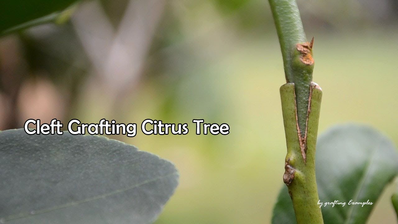 Cleft grafting method
