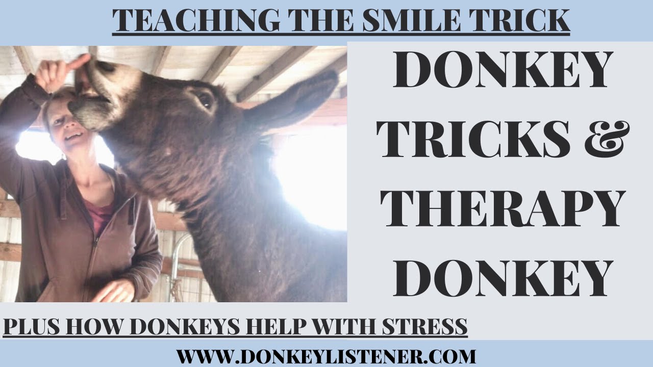 Donkeys Tricks and a Therapy Donkey