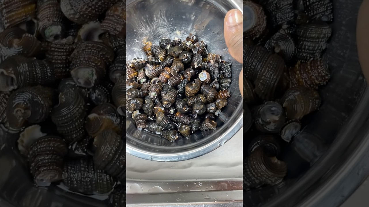How to wash your shelled periwinkle #shortvideo #food #cooking #shorts