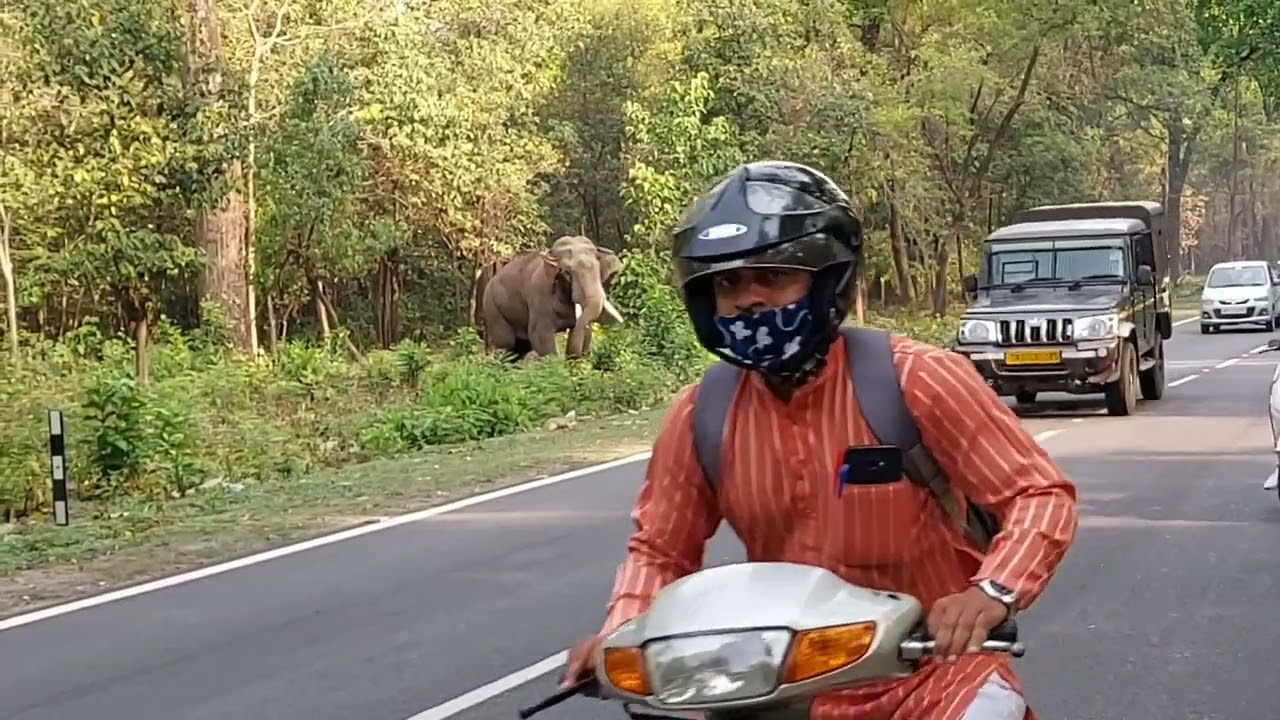 Rishikesh Adventure ।  Elephant In Rishikesh । Dehradun Adventure in Road