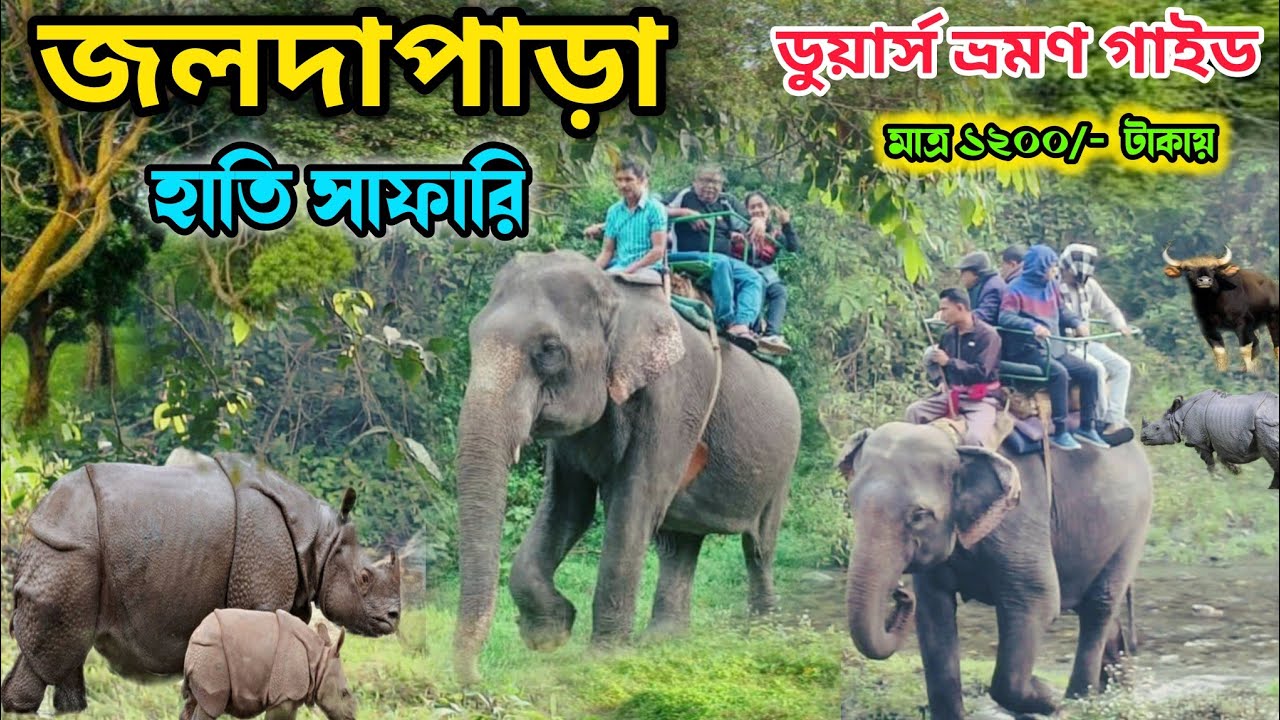 জলদাপাড়া হাতি সাফারি | Jaldapara elephant Safari| Jaldapara jungle safari complete tour guide