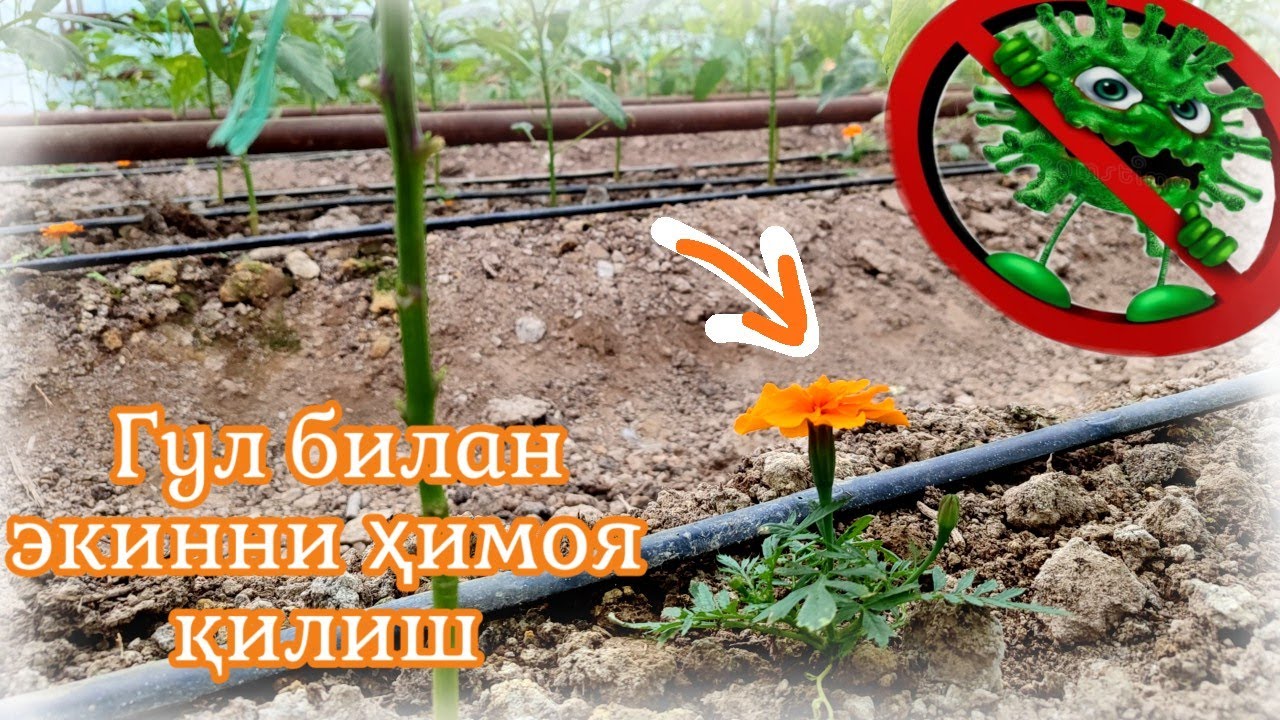 Нематодага қарши янгича кураш