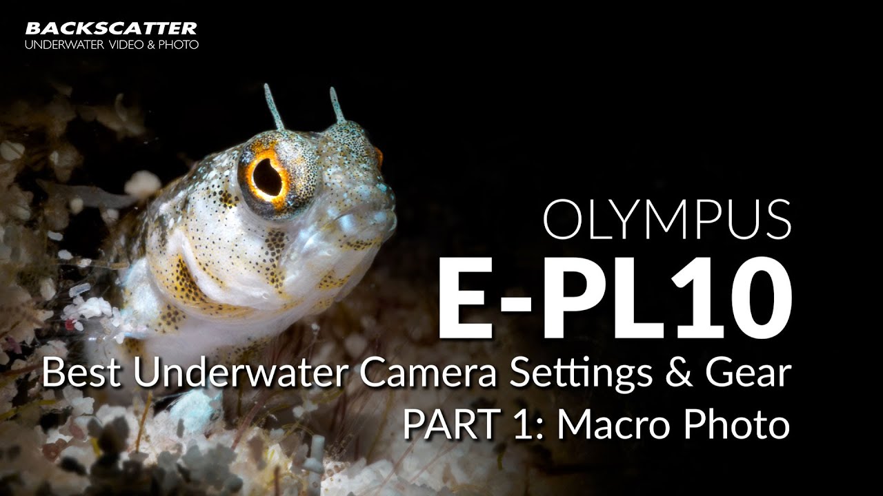Olympus E-PL10 | Best Underwater Camera Settings | Part 1 - Macro Photo