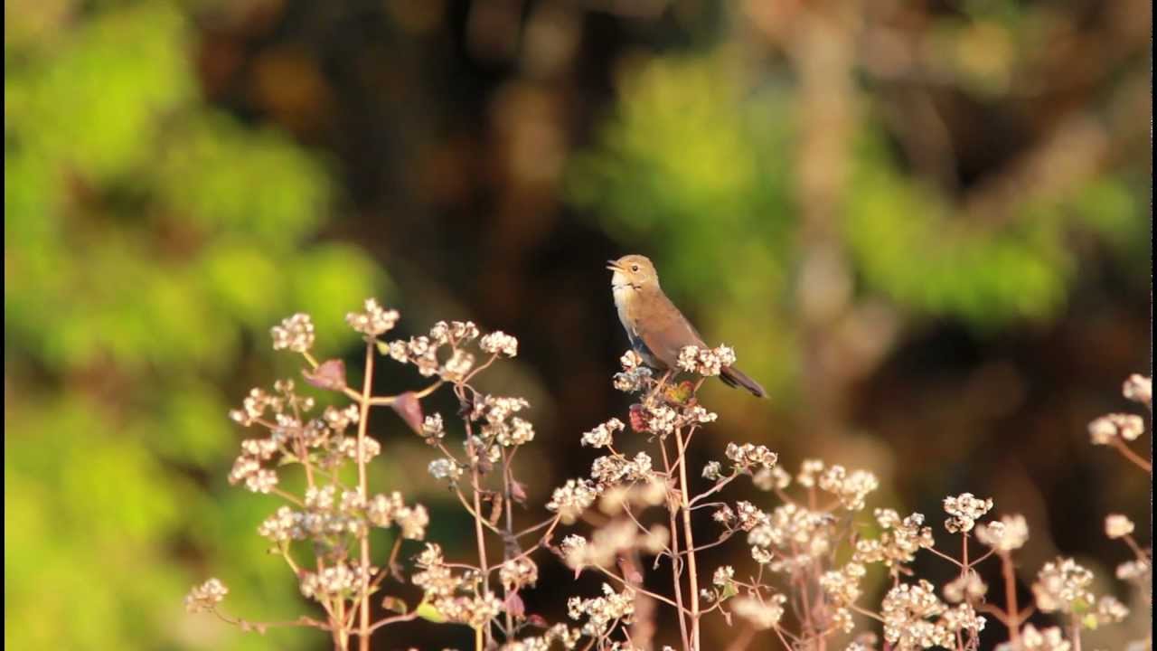 Brown Bush Warbler (Bradypterus luteoventris)