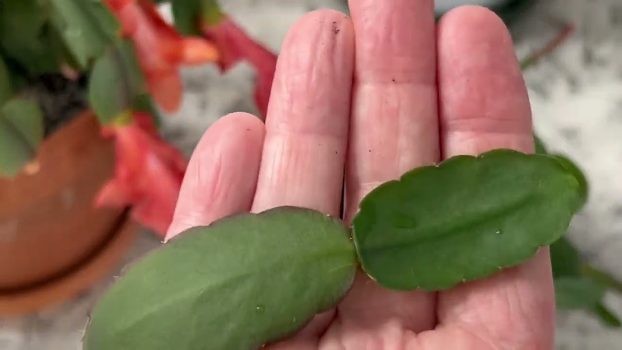 Easter Cactus Update, Taking a Cutting, Signs Your Cactus Needs Water!