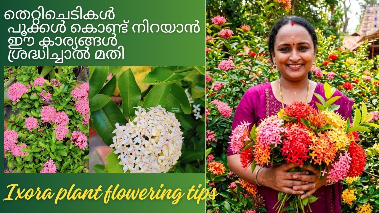 തെറ്റിച്ചെടിയിൽ നിറയെ പൂക്കൾ ഉണ്ടാകാൻ ഈ കാര്യങ്ങൾ ശ്രദ്ധിച്ചാൽ മതി #ixoraplant #adhisponnus #ixora 