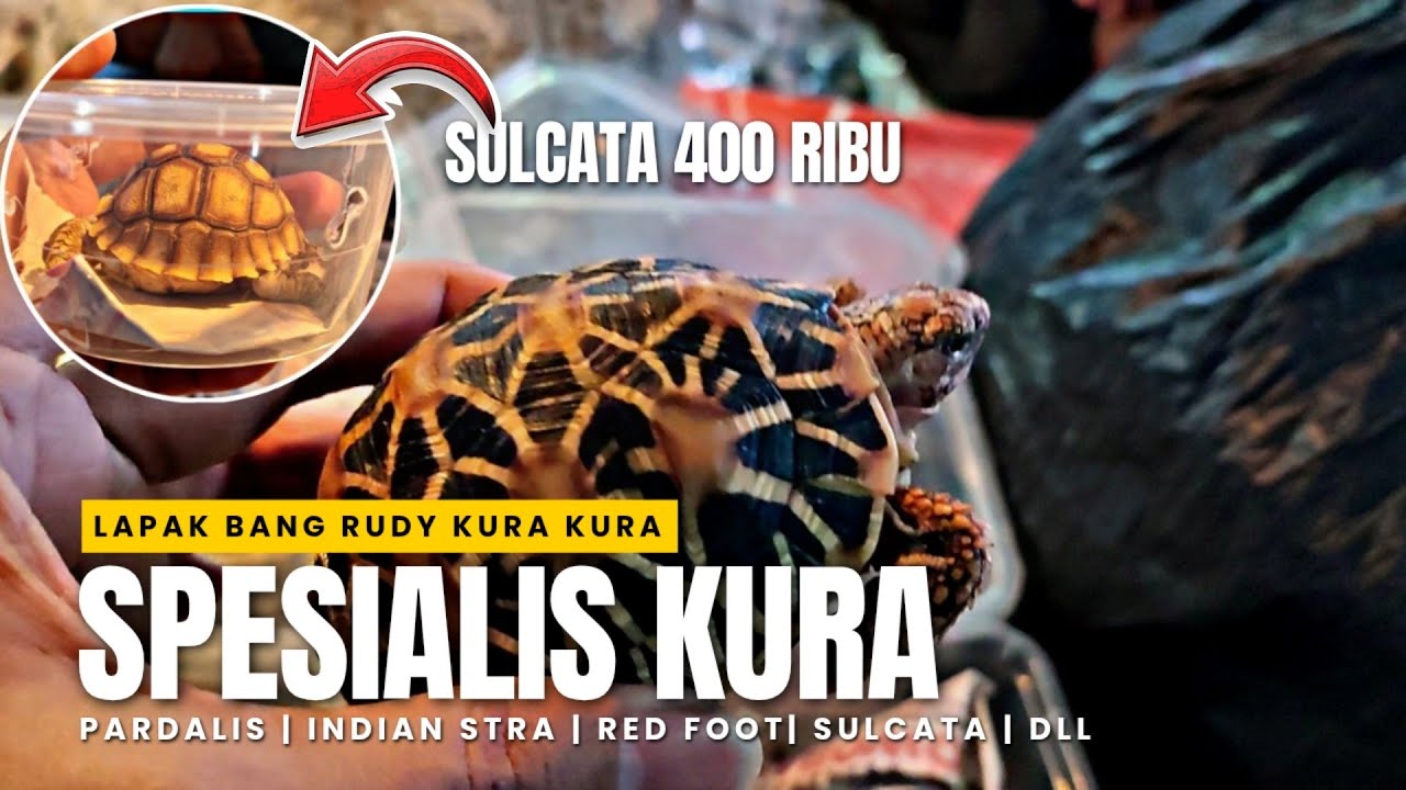 TURUN HARGA || BURUAN STOK TERBARU SUDAH READY || HARGA KURA KURA DI PASAR IKAN HIAS JATINEGARA