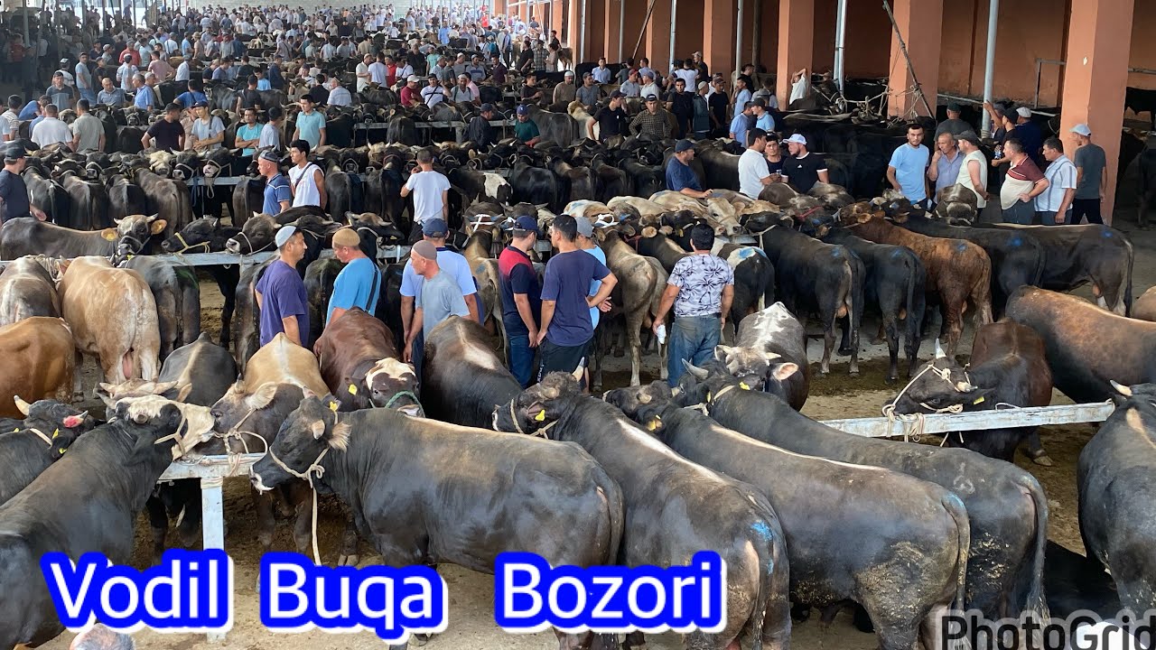 VODIL BOZORI SHVET BUQALAR MAKONI . Bozor tuldi . 02,08,2023