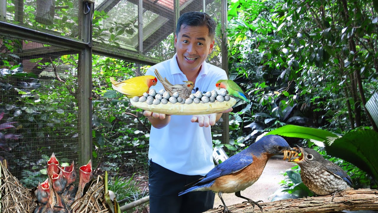 Amazing AFRICAN LOVEBIRDS & PARAKEET succesfull breeding progress! Unlimited Healthy Organic Feeds!
