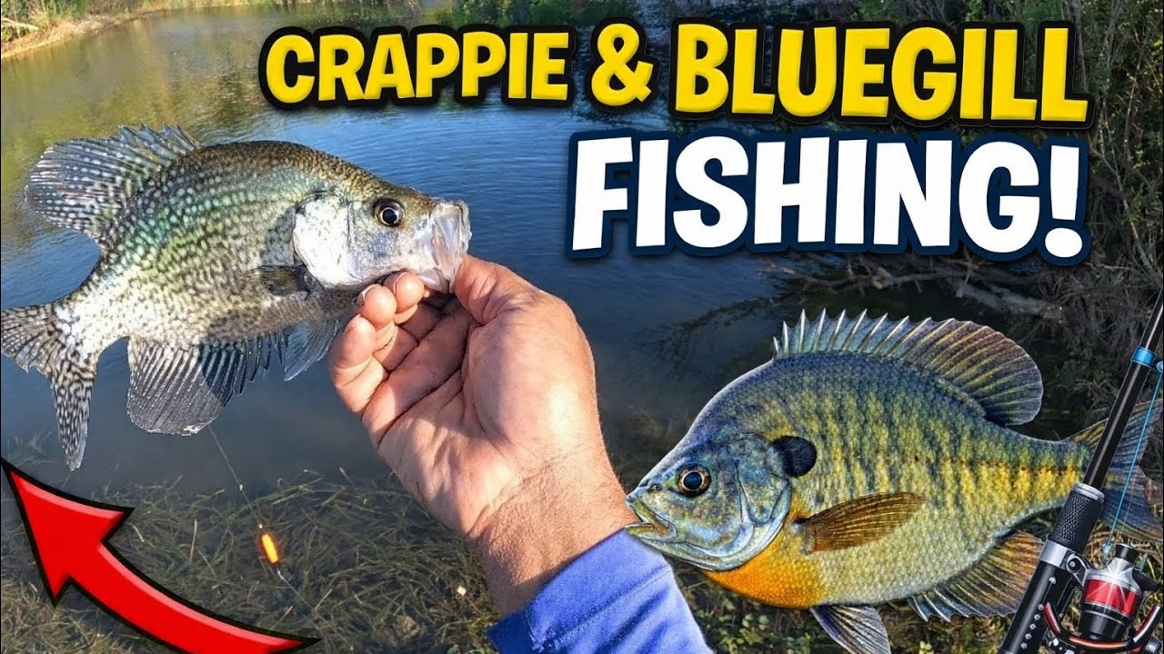 Pre-spring Crappie & Bluegills Fishing Late February Success‼️#Fishing 