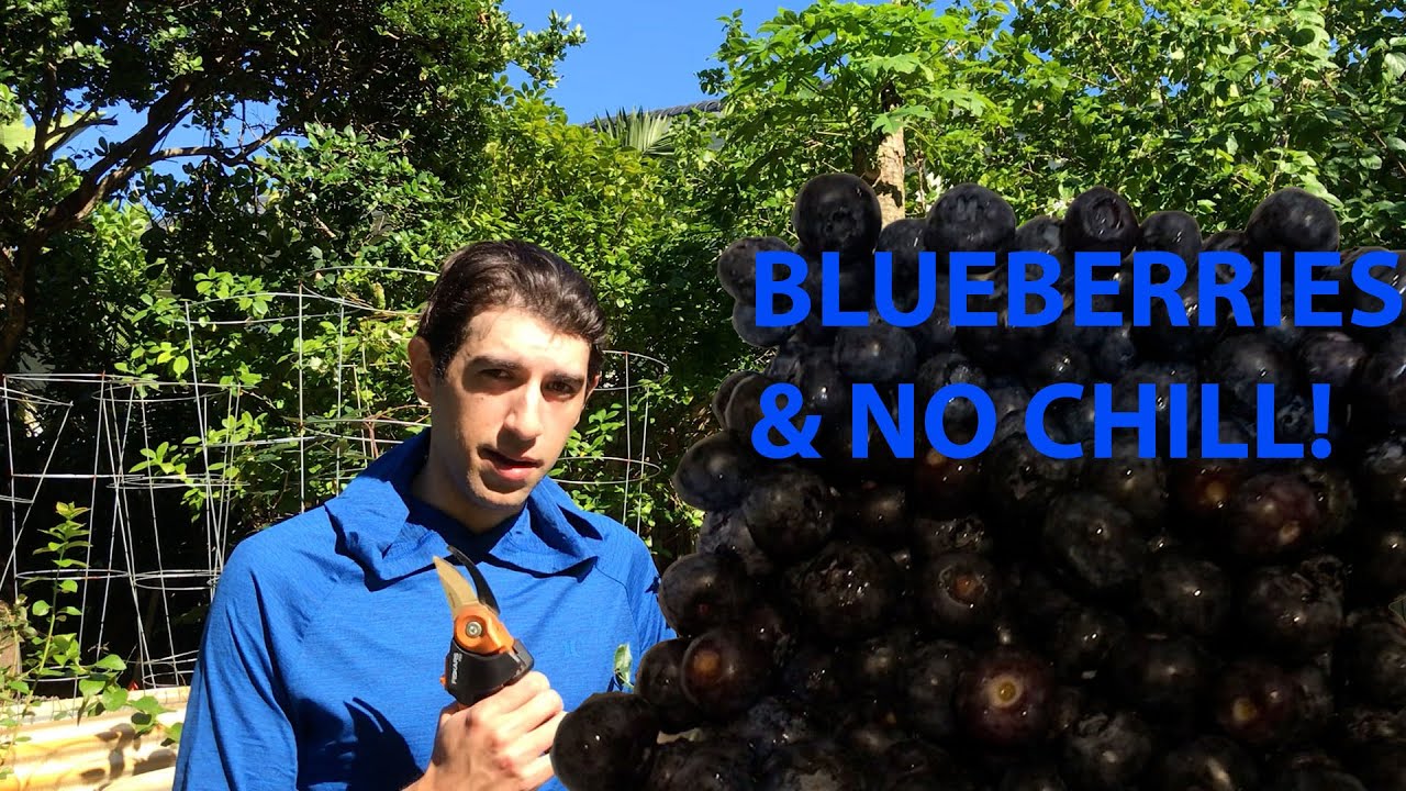 BLUEBERRIES IN THE TROPICS: How to maintain, prune, and fertilize your blueberries bushes!