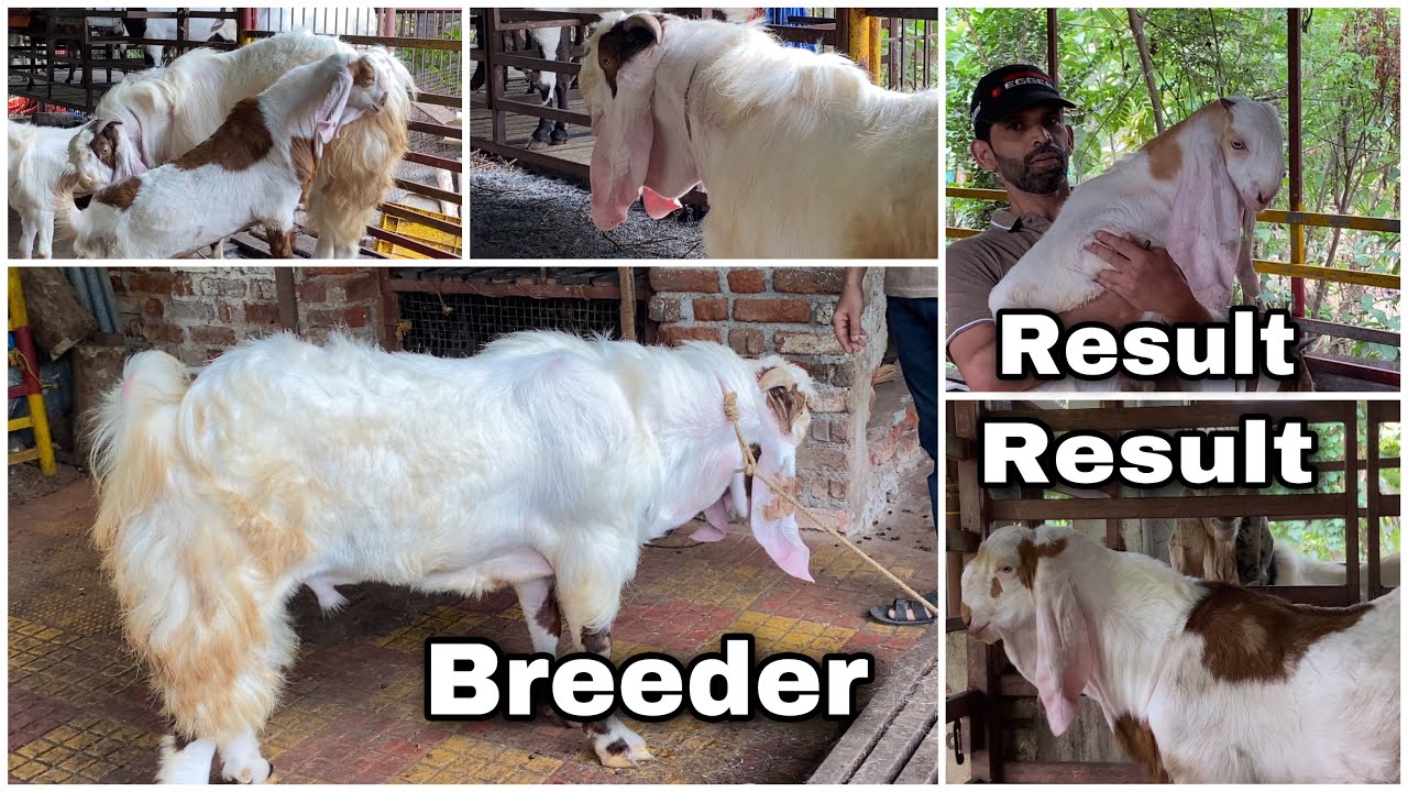 ALEXANDER The Kokan Biggest Hyderabadi breeder Umar Goat Farm