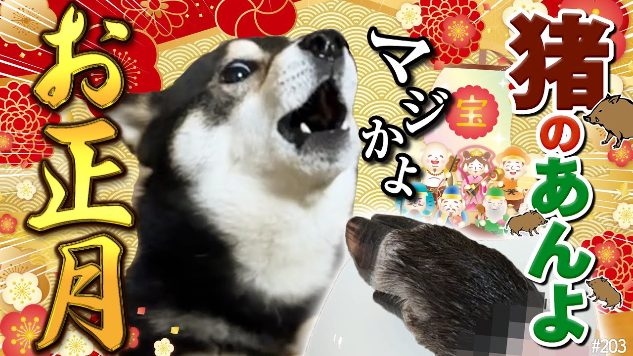 お正月に猪のあんよを食べる柴犬