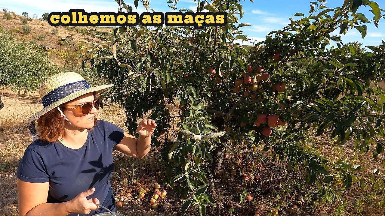 COMO FOI A NOSSA COLHEITA DE MAÇÃS/ NOZES