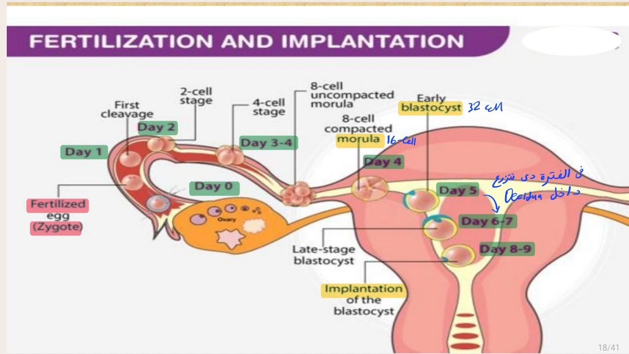 Lec-5 Fertilization & Early Embryo Development