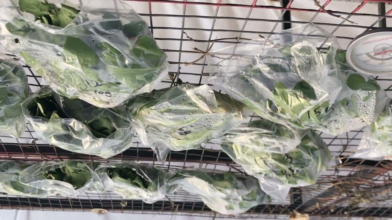 SAFFLOWER LEAF VEGETABLE- UNLOCKING THE SAFFLOWER VALUE CHAIN