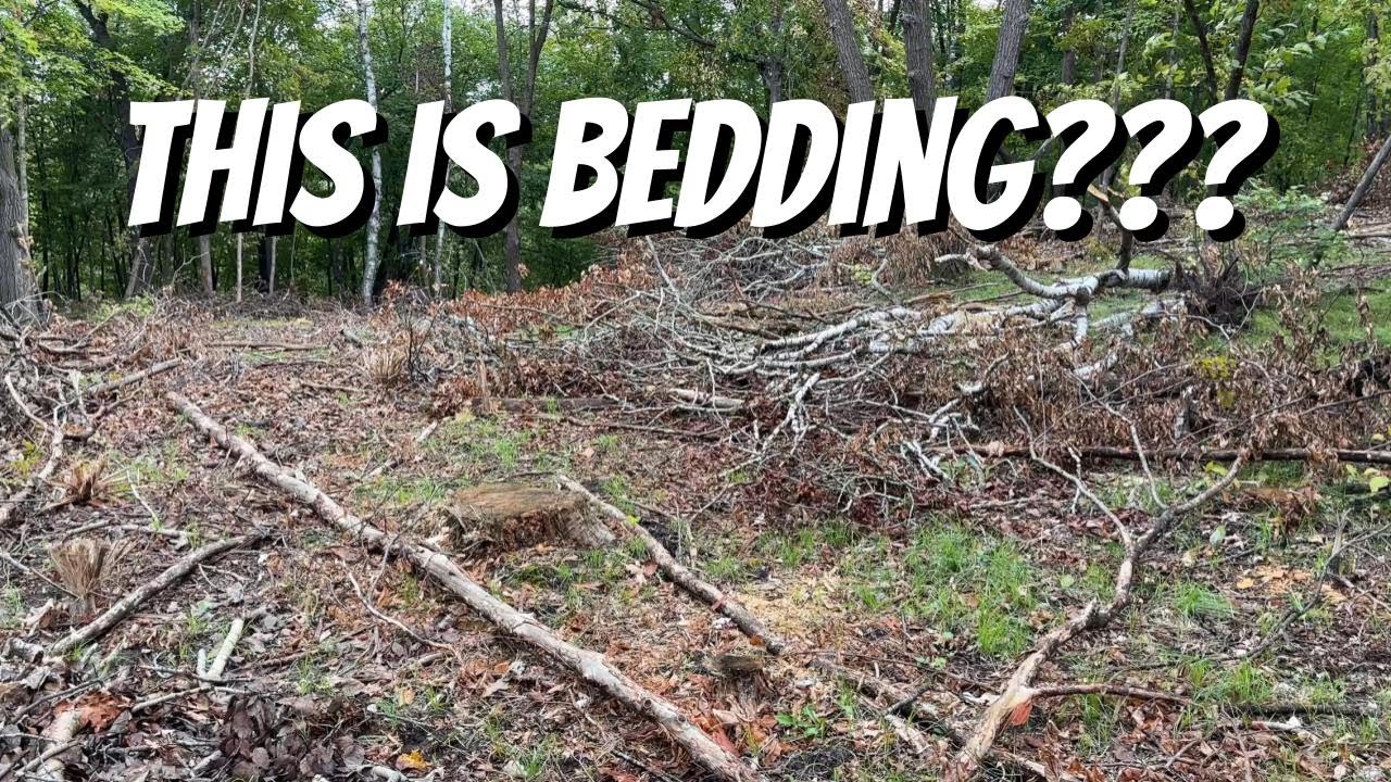 CAN YOU MAKE YOUR WOODS WORSE WITH LOGGING? How to make sure new daylight becomes deer bedding!