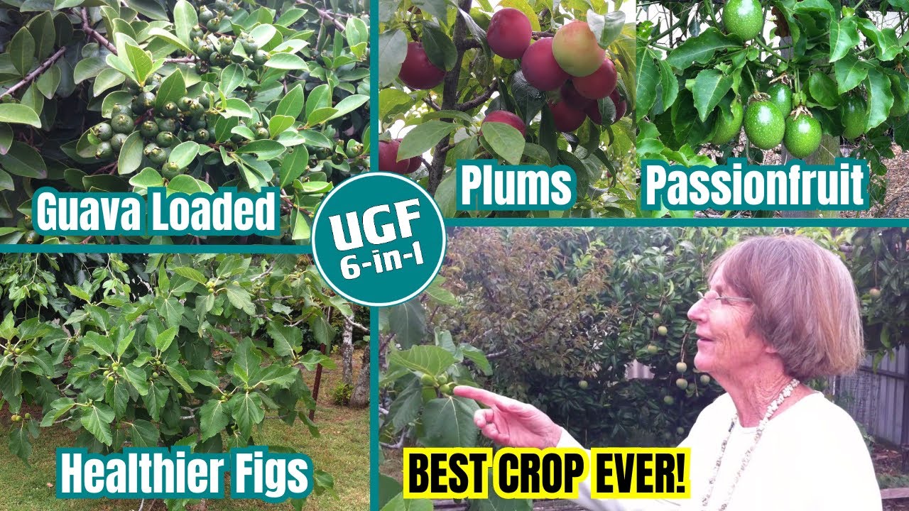 How to Grow RECORD FRUIT & FLOWERING POT PLANTS!