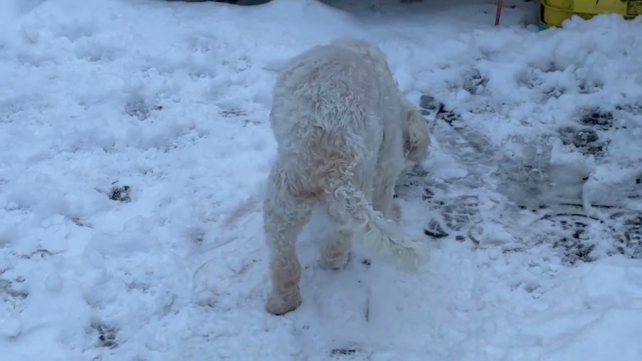 Fresh snow w/ Toby, Millie, Brooks, Winnie & Winston 
