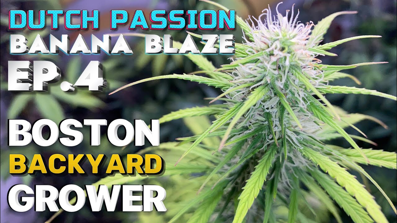 How To Grow Autoflower Cannabis | Dutch Passion Banana Blaze Timelapse Ep.4
