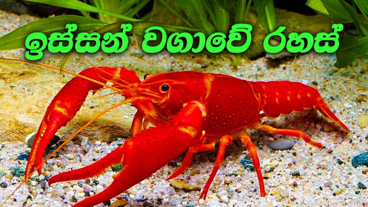 How to breed Shrimp | ඉස්සෝ වගාව | Isso wagawa | Wisithuru mathsya wagawa