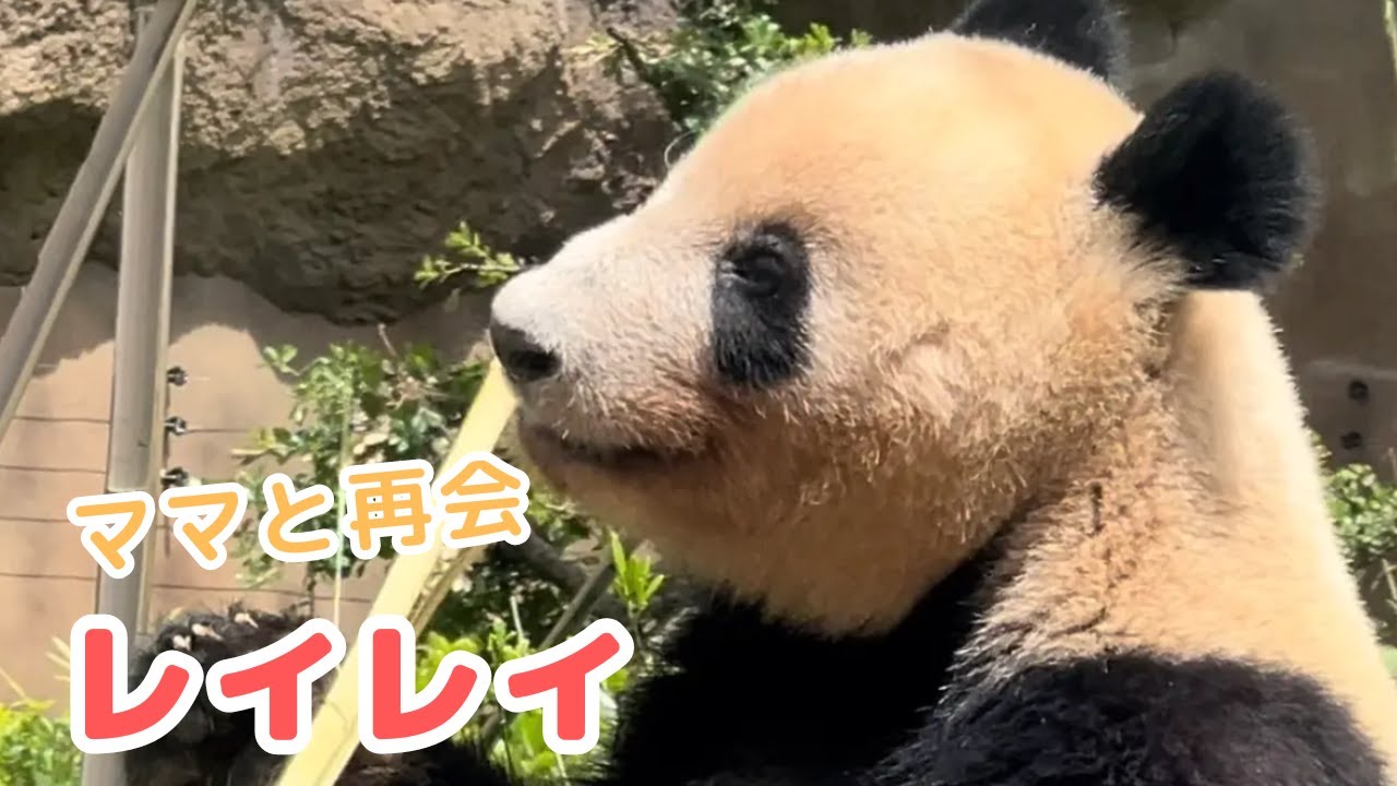 【5/9 レイレイ】レイモックと格闘⁉︎やぐらの上からシンシンと再会。そして麻袋の中身は？シャオシャオと交替したお庭で過ごすレイレイの様子です。#ジャイアントパンダ