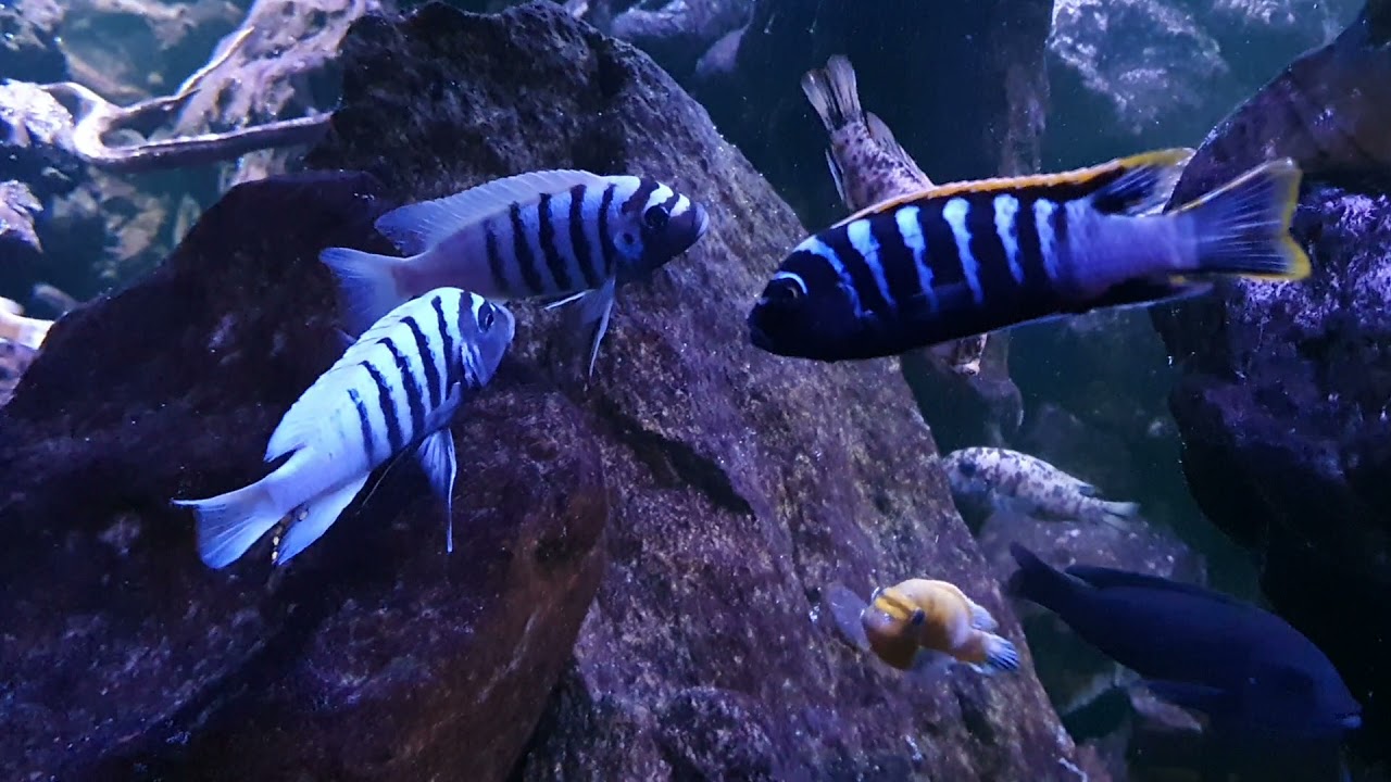 Malawi Mbuna Gang