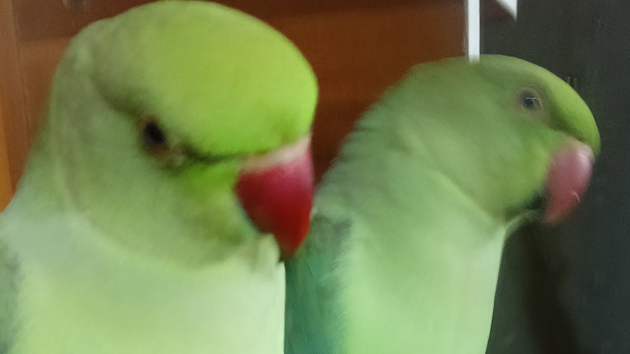 Dimpal Yadav 10.M views  is live ringneck parrot live stream 🦜🦜🦜