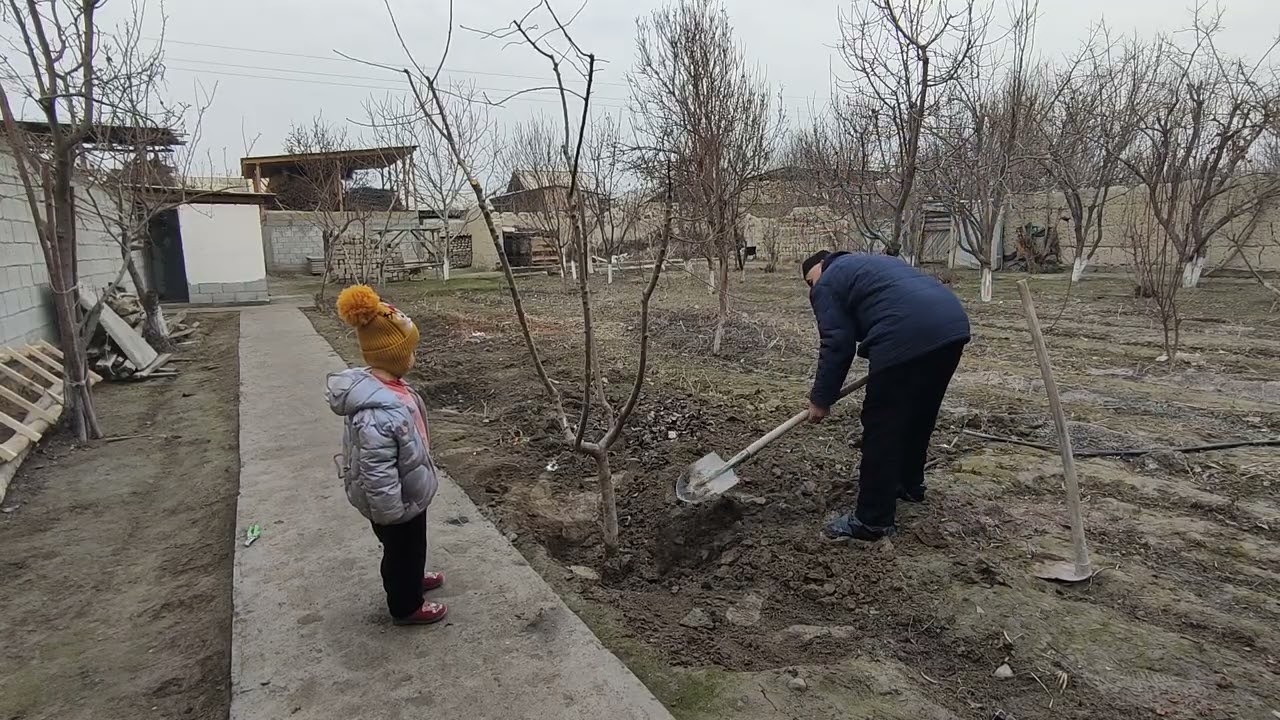 Кучат экиш, узум кесиш, абрезка, пайвандлаш.Тел:  +998934206061