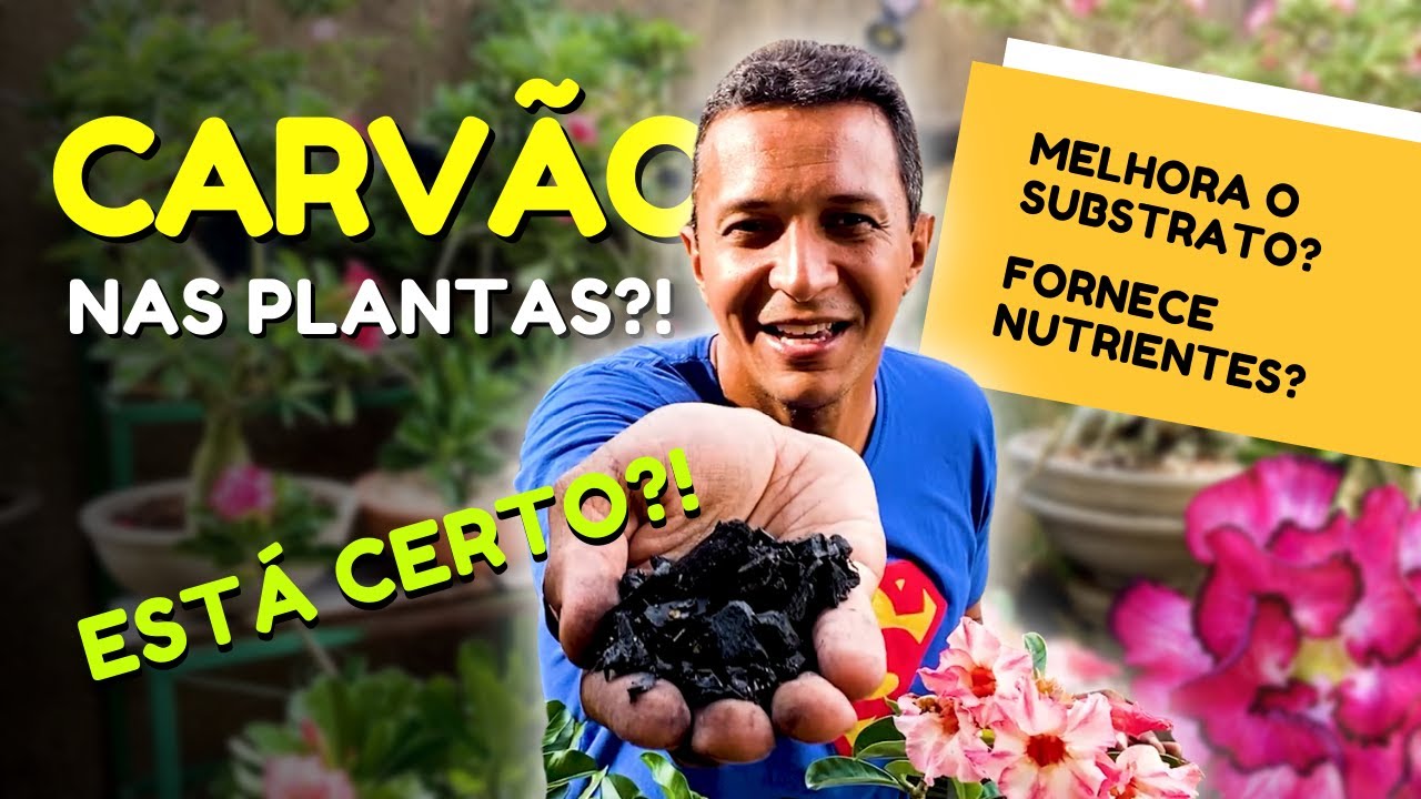 Carvão nas Plantas - Para que serve? É bom?! Entenda tudo!!