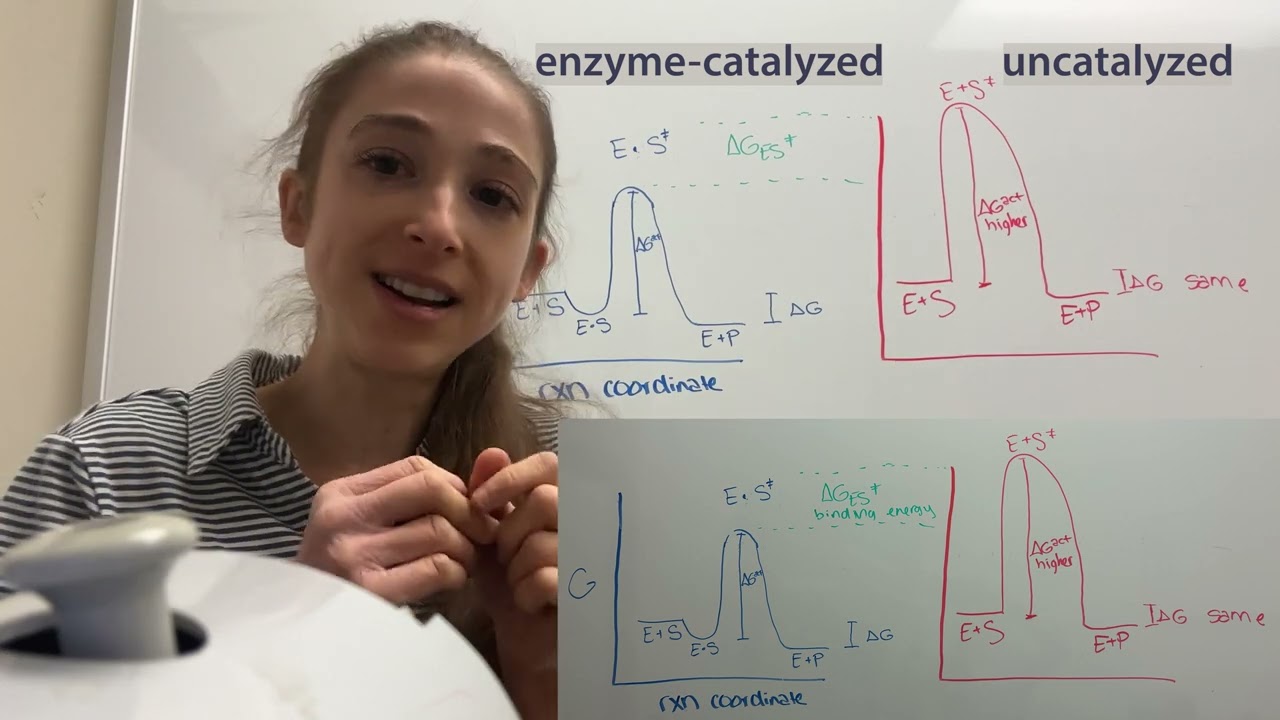Why enzymes bind the transition state best - crayon-snapping enzymatic intuition about induced fit